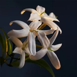 Paco Rabanne Lady MillionBody Lotion -Schoonheid Cosmetica wzNxjn035731 3 global