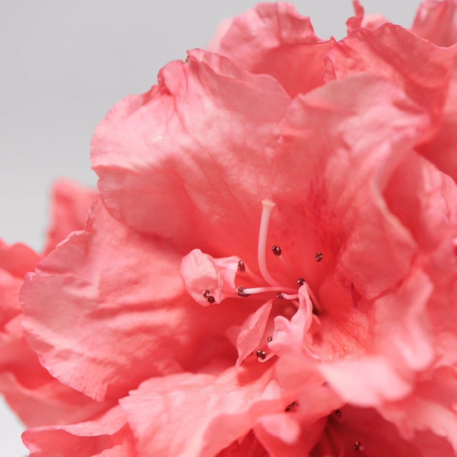 Babor SkinovageRejuvenating Face Oil 3 Babor SkinovageRejuvenating Face Oil - Afbeelding 3